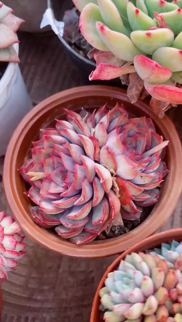 【闪购商品】11104