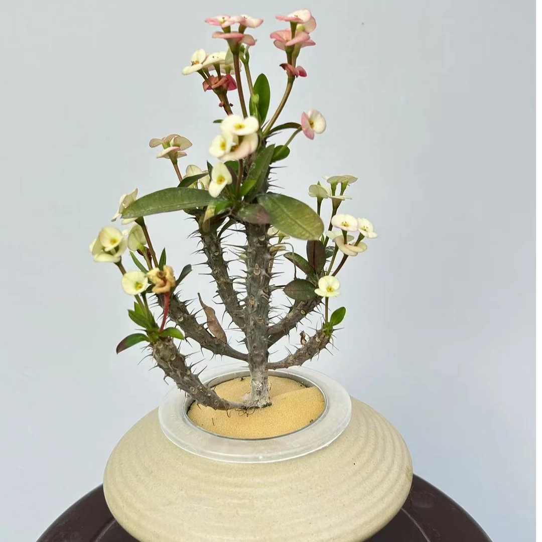 虎刺梅盆栽四季开花室内外绿植花卉好养耐晒