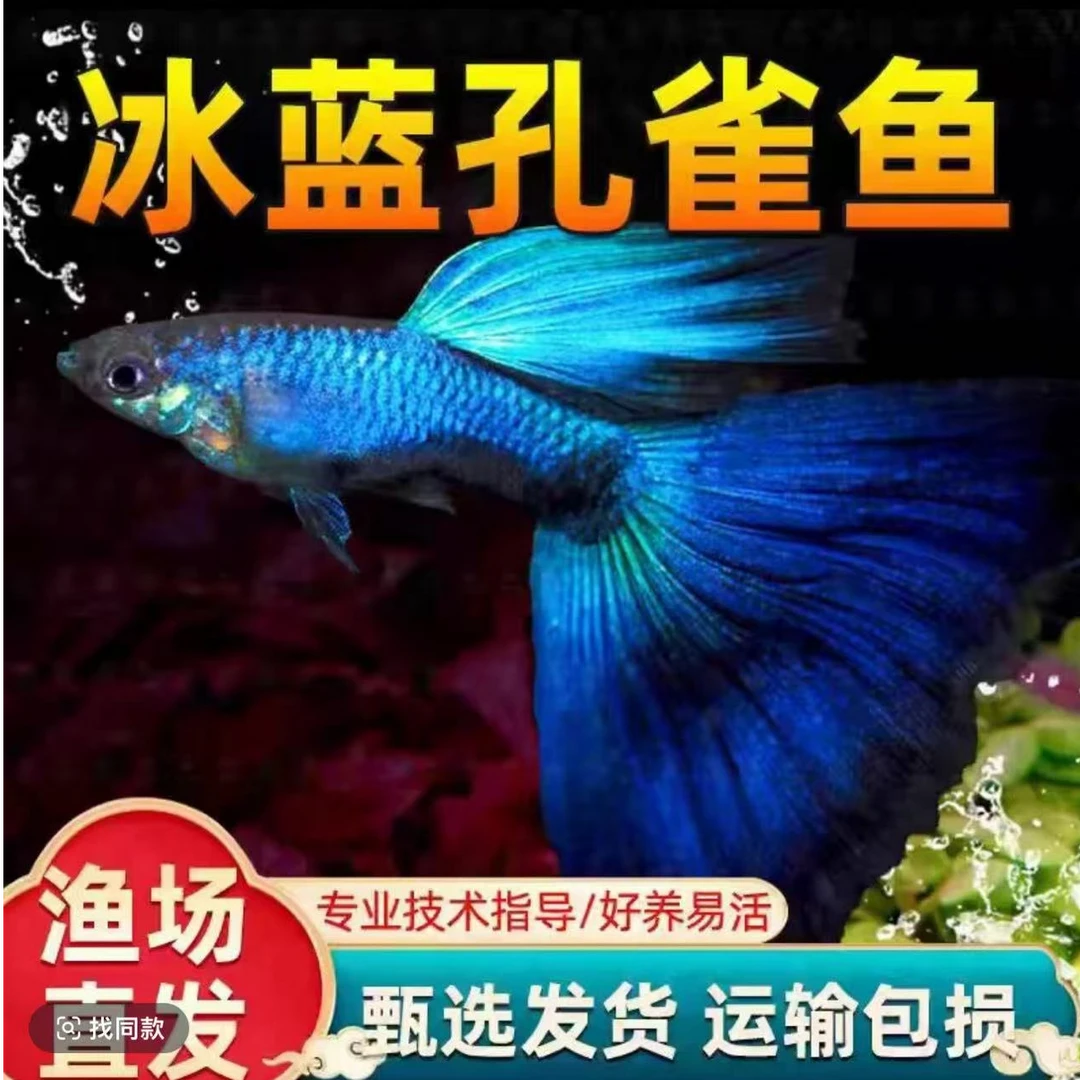 冰蓝孔雀鱼热带观赏鱼可繁殖成鱼耐活好养适合新手