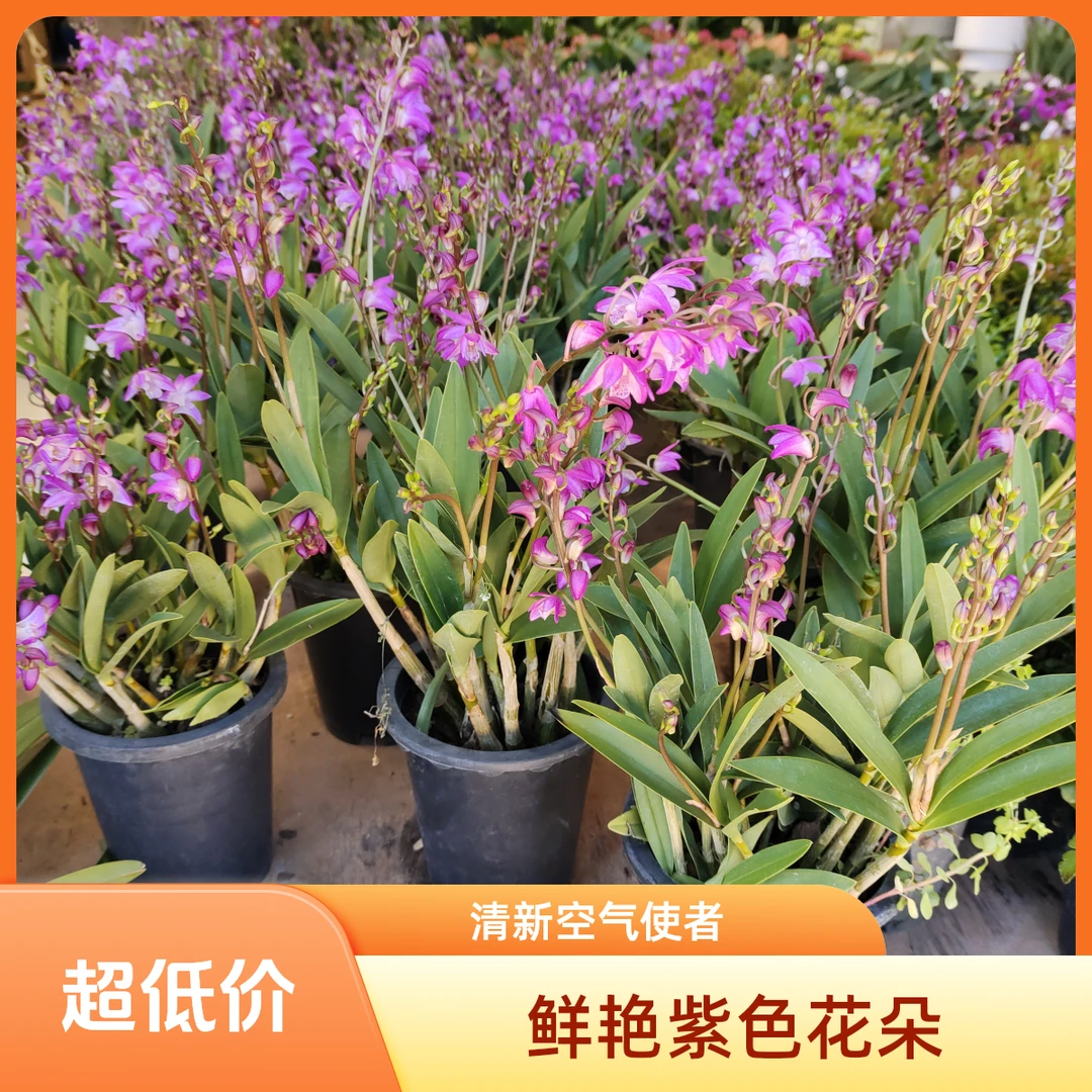 森林花卉奥洲石斛兰