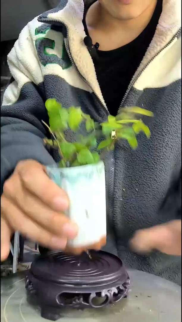 哆*咪中青园艺一物一拍76