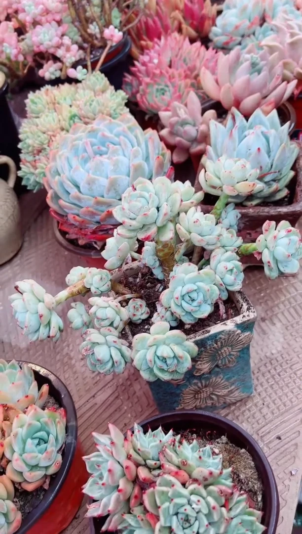 14030多肉植物一物一拍