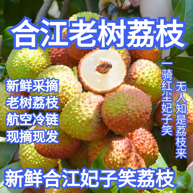 【川渝包邮】正宗合江荔枝合江妃子笑荔枝老树新鲜采摘现摘冷链现发