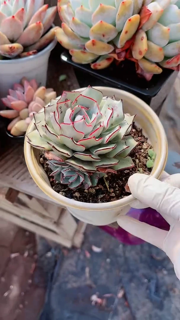 【闪购商品】13248