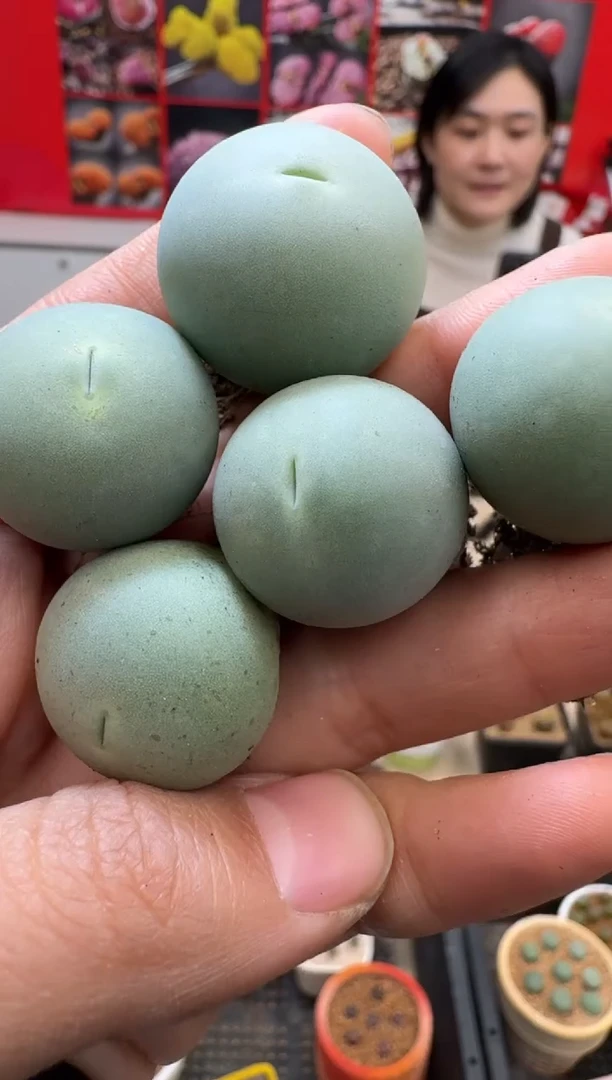 【闪购商品】19-79鸽子蛋一颗