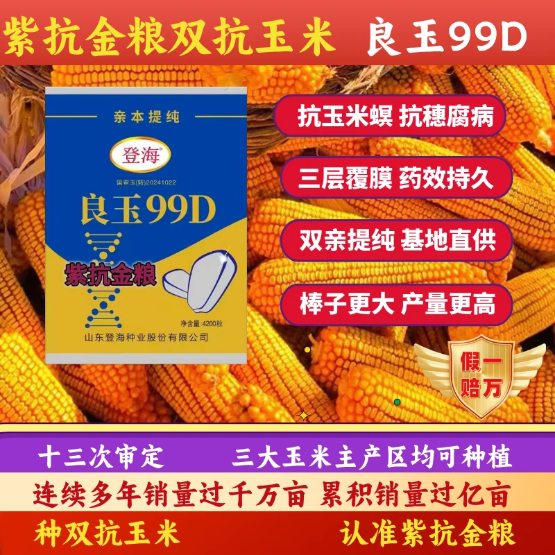 转基因良玉99D高产抗性好红轴矮杆耐密植抗旱涝优质