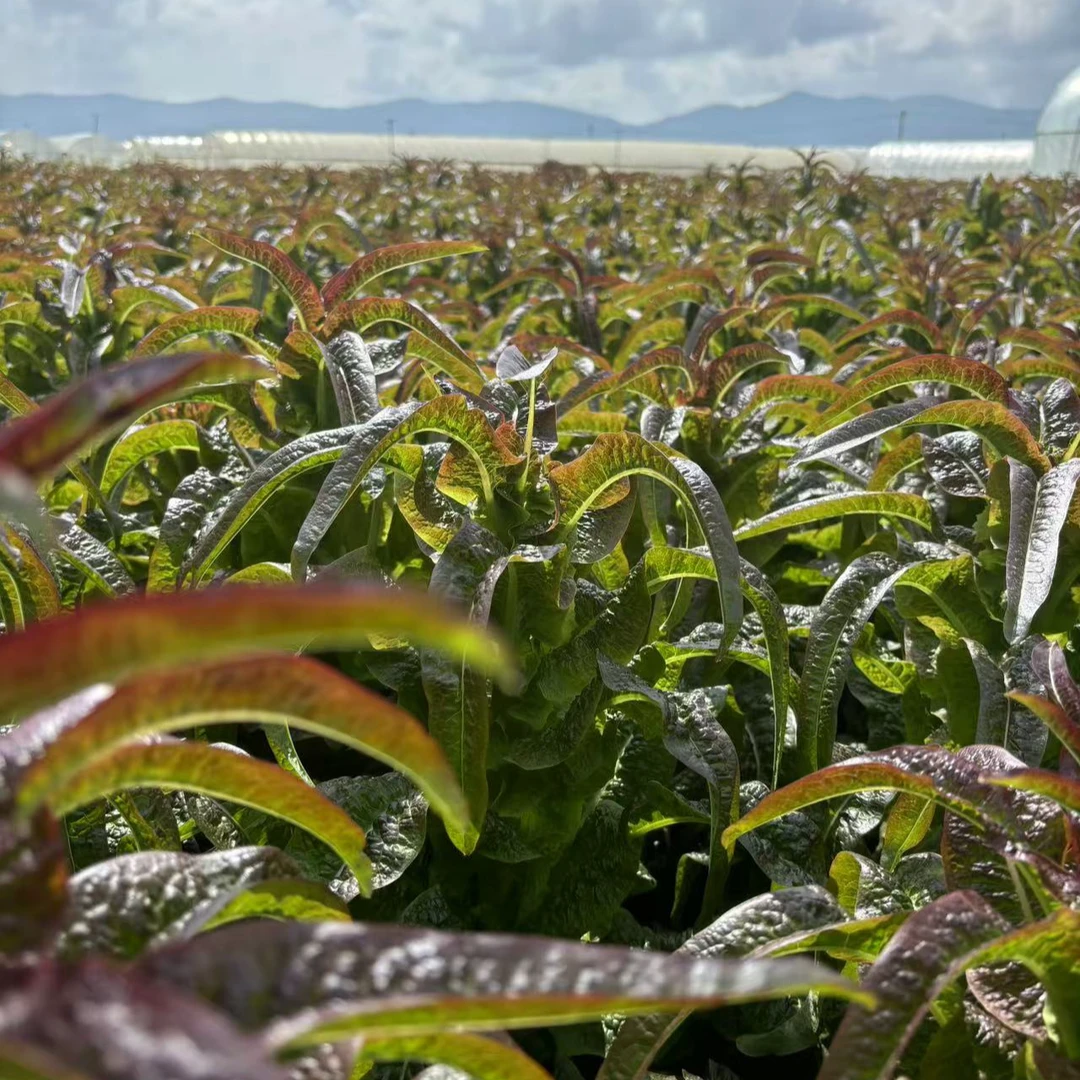 【新疆内蒙顺丰包邮】云南露天种植新鲜紫叶莴笋农家自种现摘