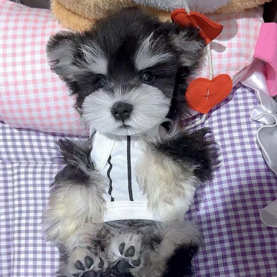 【雪姐家萌系雪纳瑞B】宠物活体萌宠小型犬狗活体