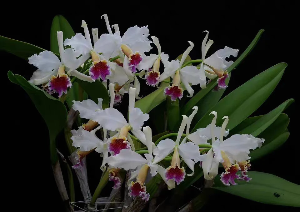 瑞克斯（又叫王者）苗株 鲜花绿植