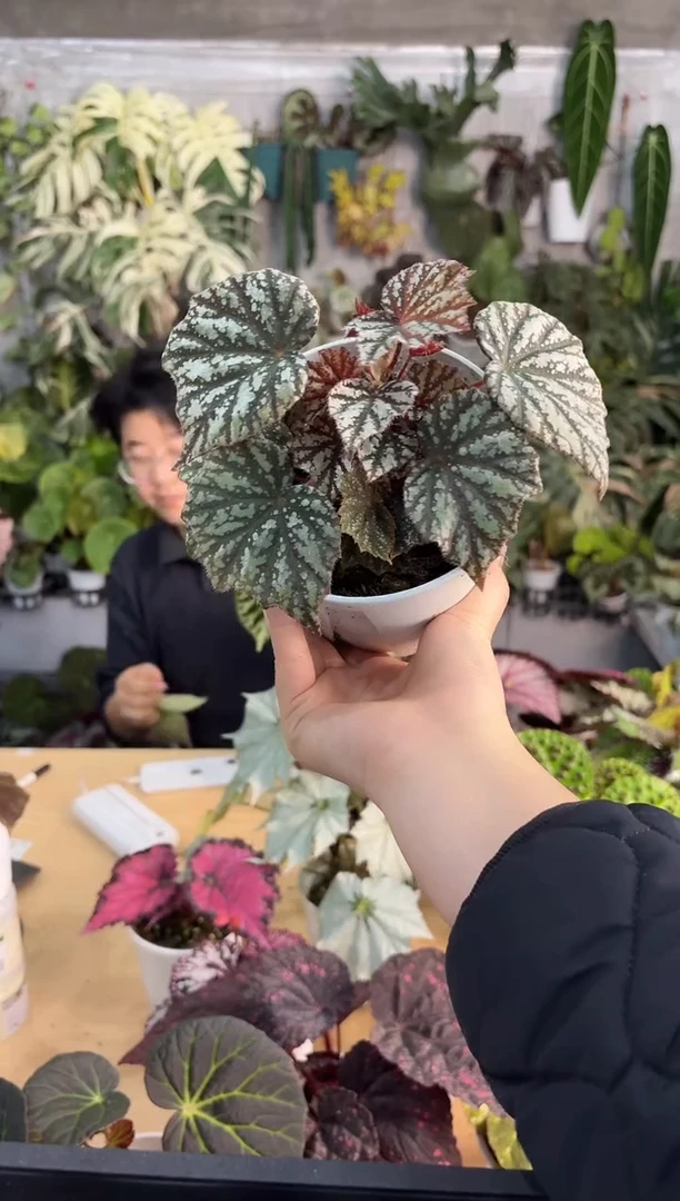 完全开放空山新雨