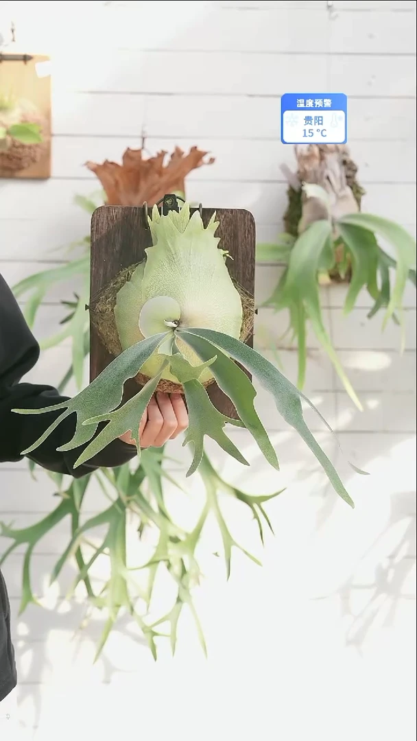 完全开放A011 foythong