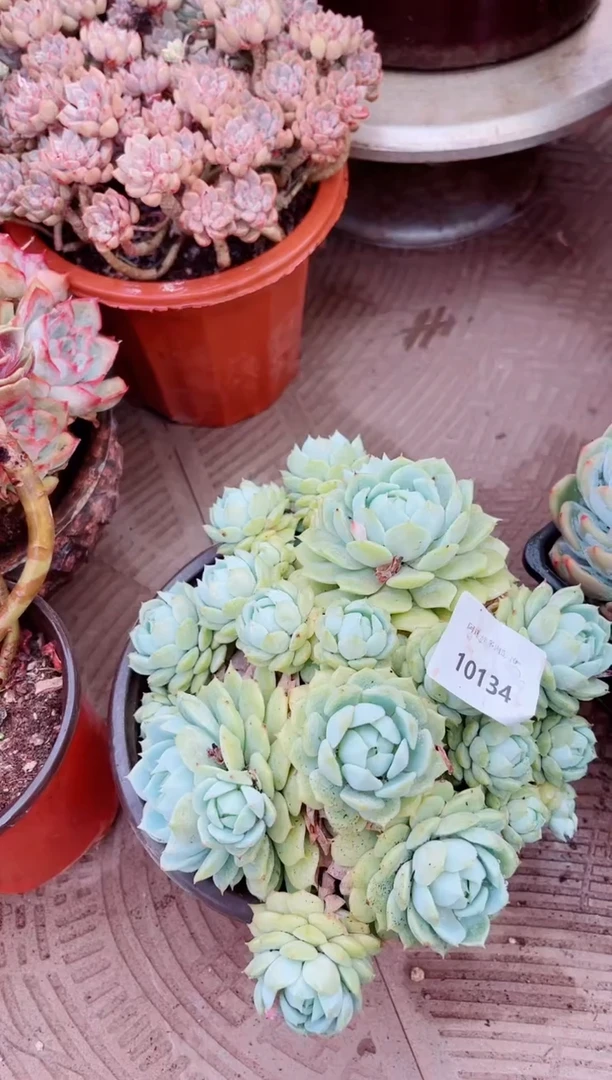 10134多肉植物一物一拍