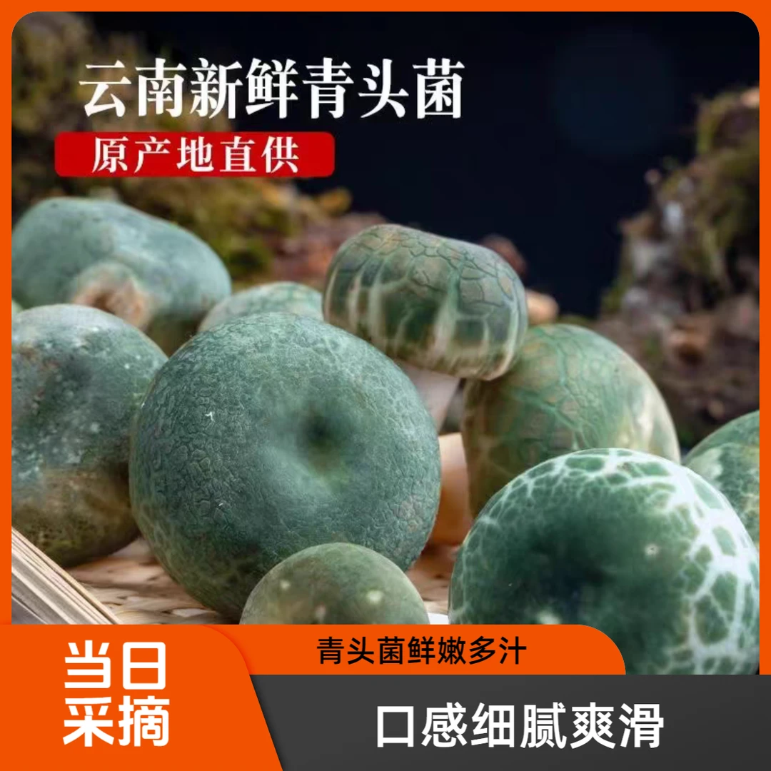 云南野生青头菌产地当日采摘新鲜发货