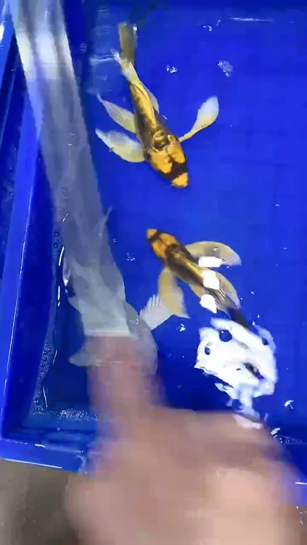 蝴蝶鲤蝴蝶鲤直播选鱼专用链接