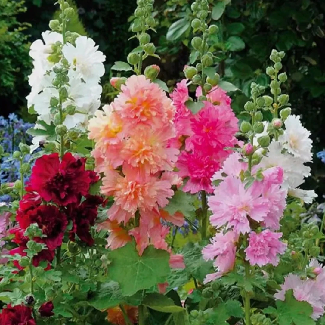 【蜀葵花种子】混色一丈红重瓣蜀葵种子室外庭院多年生四季花籽