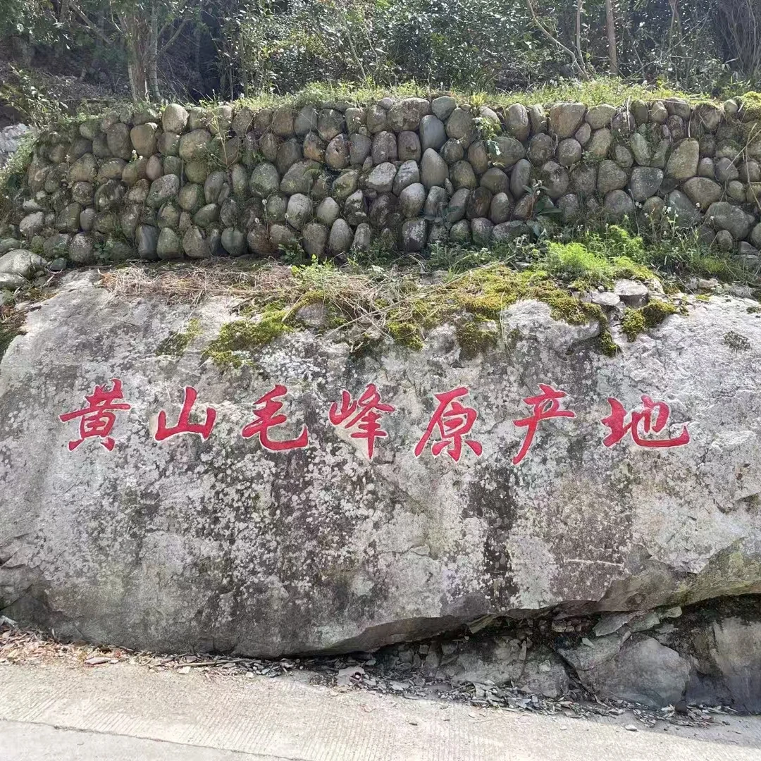 【4月8日富溪产区毛峰】黄山毛峰核心产区源产地春茶口粮茶