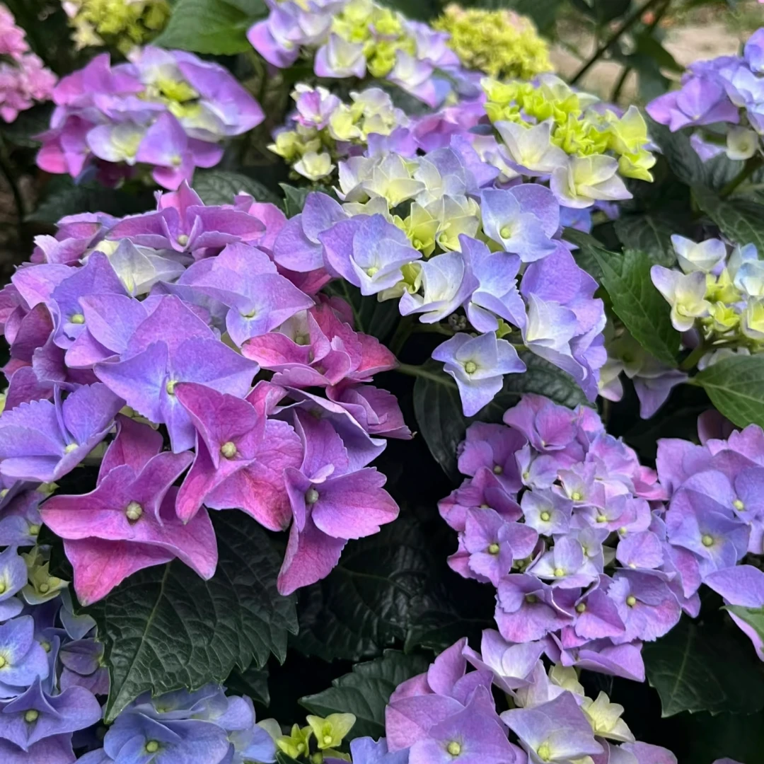 沉香 紫粉色 带花苞发货（焦）4加仑 花卉盆栽 大花绣球