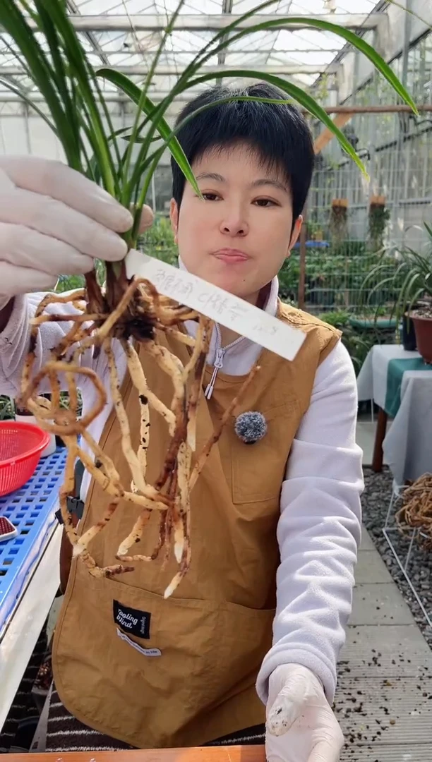 当前无花朵，栽培后可花朵热**减惜春，，，热度不减