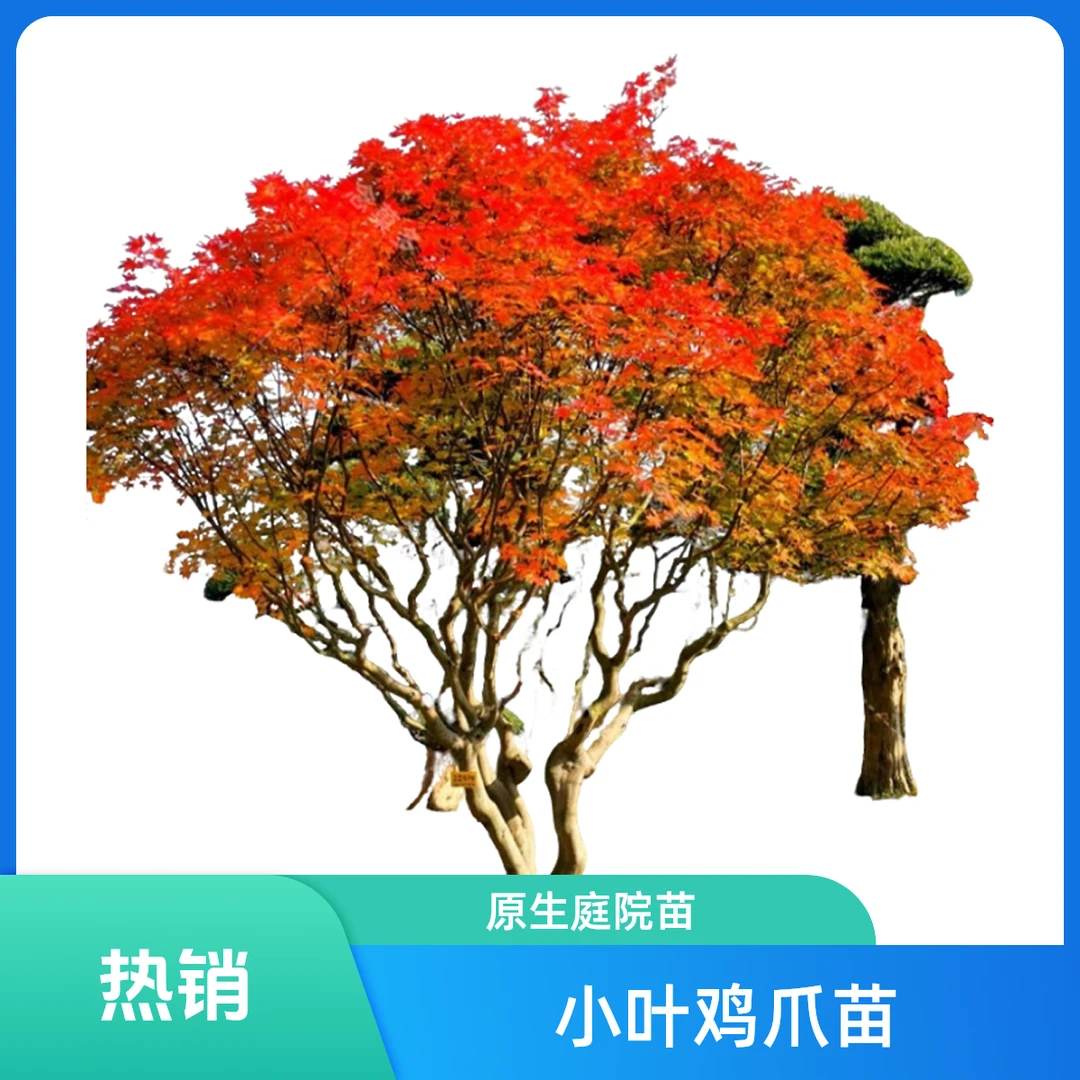 小叶鸡爪苗原生苗鸡爪红枫苗庭院风景造型