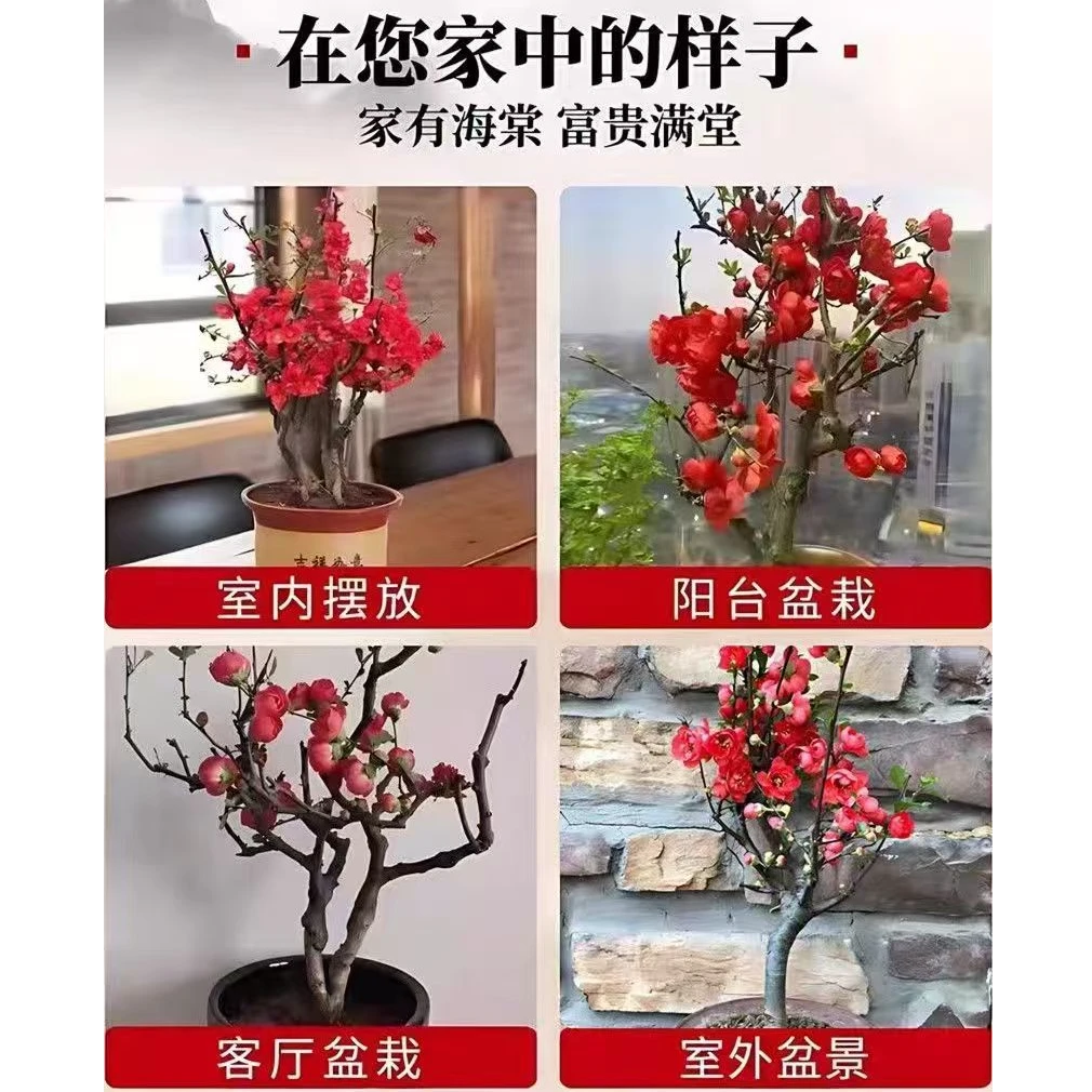 《年货必备家庭绿植》四季海棠花梅花《老桩》长寿冠初心等品种苗