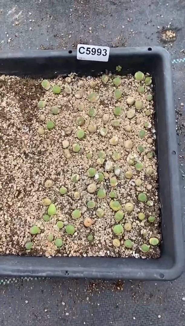 5993脱土直播一物一拍