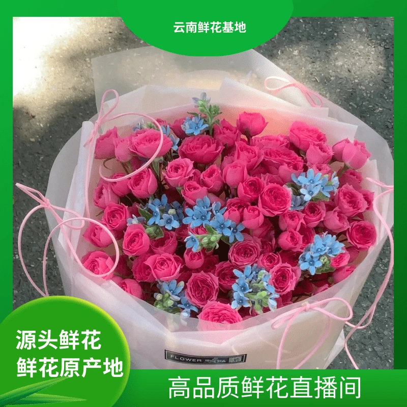 情人节礼物【苏菲宝贝+蓝星花】云南鲜花