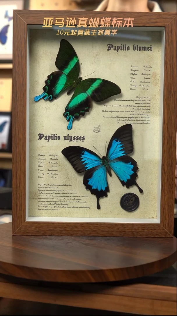 天堂凤蝶+爱神凤蝶A4复古框