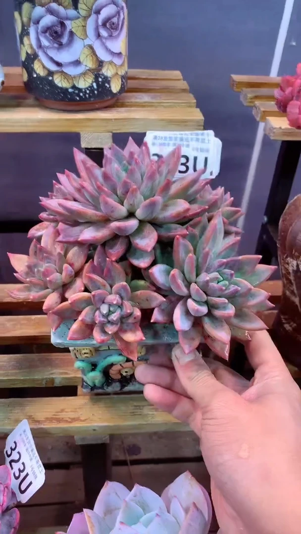 333 U（一物一拍，精品多肉，w所见即所得 ）