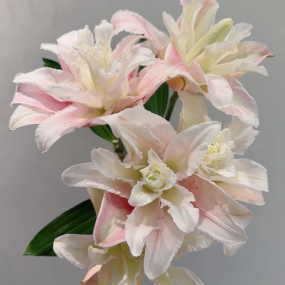【飞飞甄选】米拉多   重瓣百合 ·鲜花冷链运输·基地直发