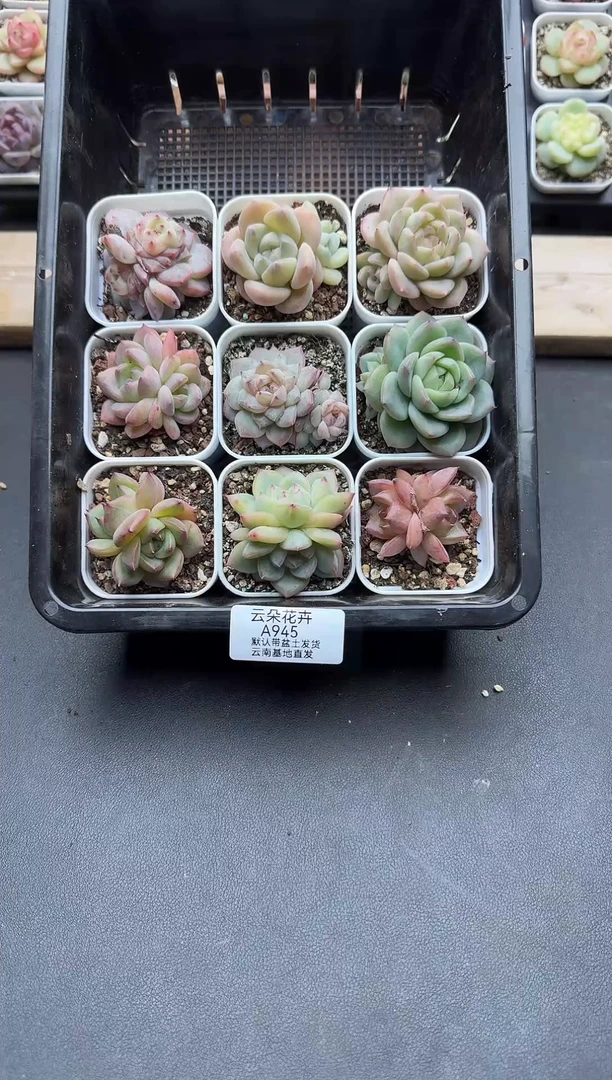 珍妮杂交多肉A945