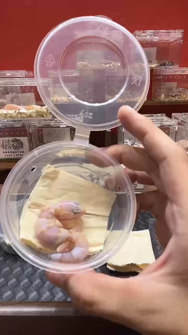 肥尾守宫奶牛橘白