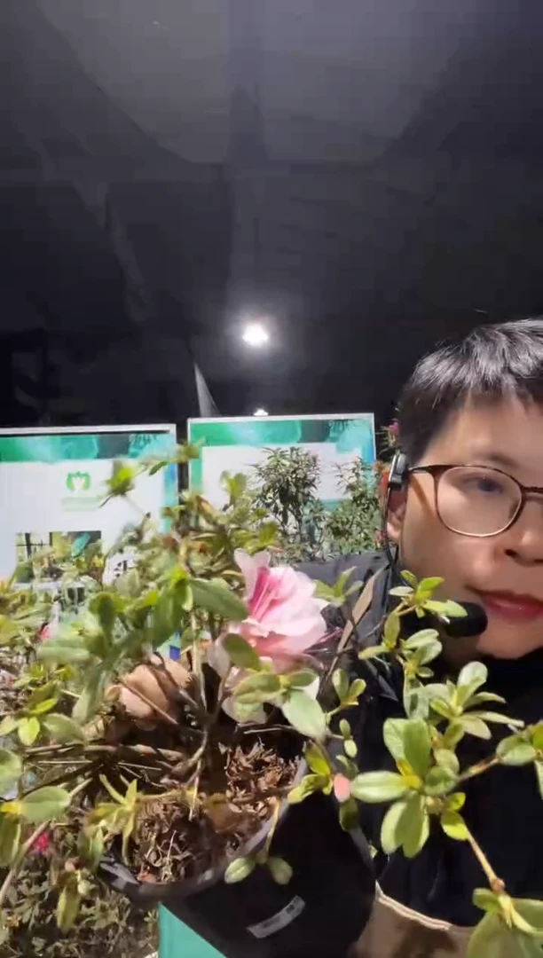 纺绸1加仑杜鹃花多季节开花
