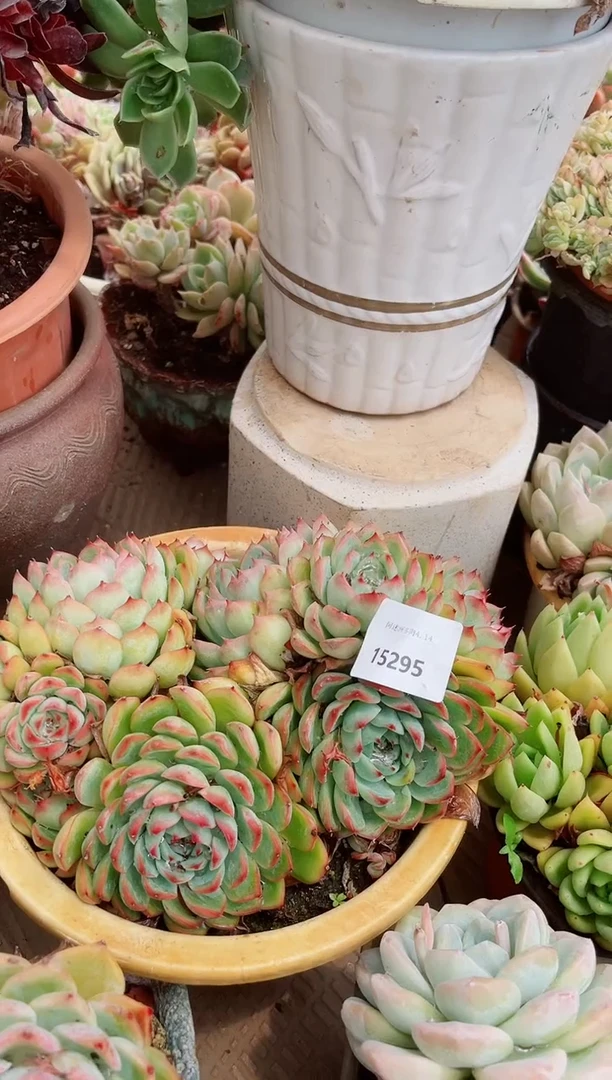 15295多肉植物一物一拍