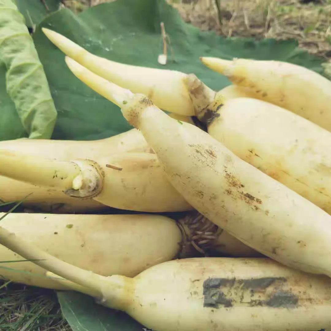 余干现挖现发莲藕顺丰包邮