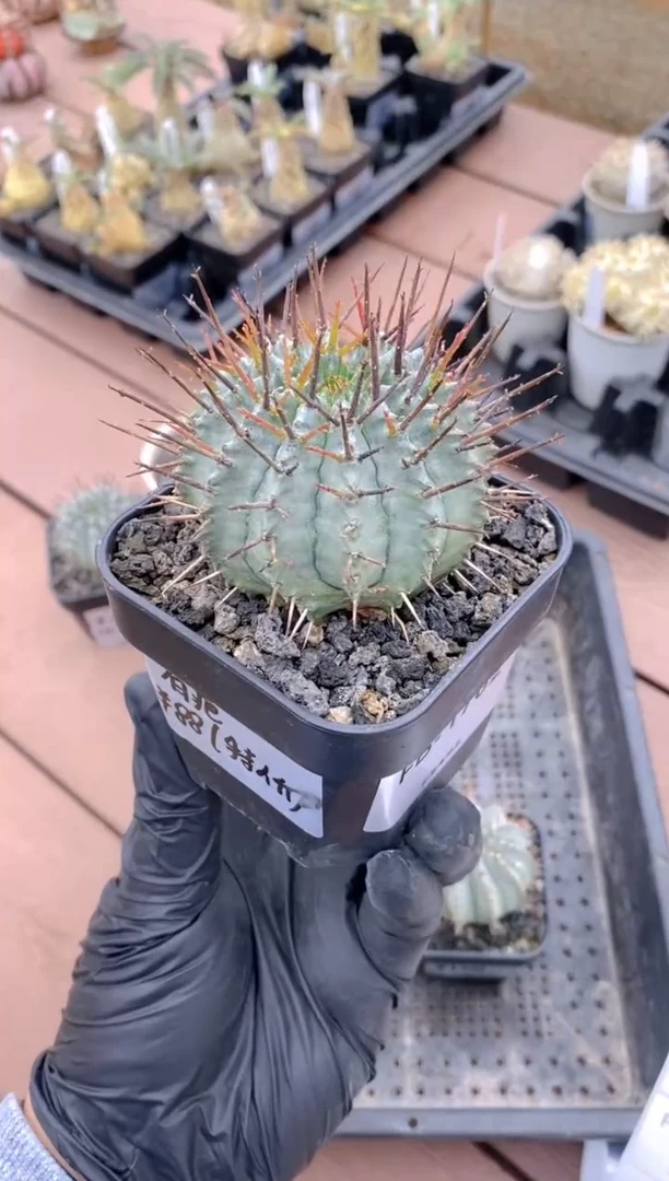 【闪购商品】魁伟玉FB-1702