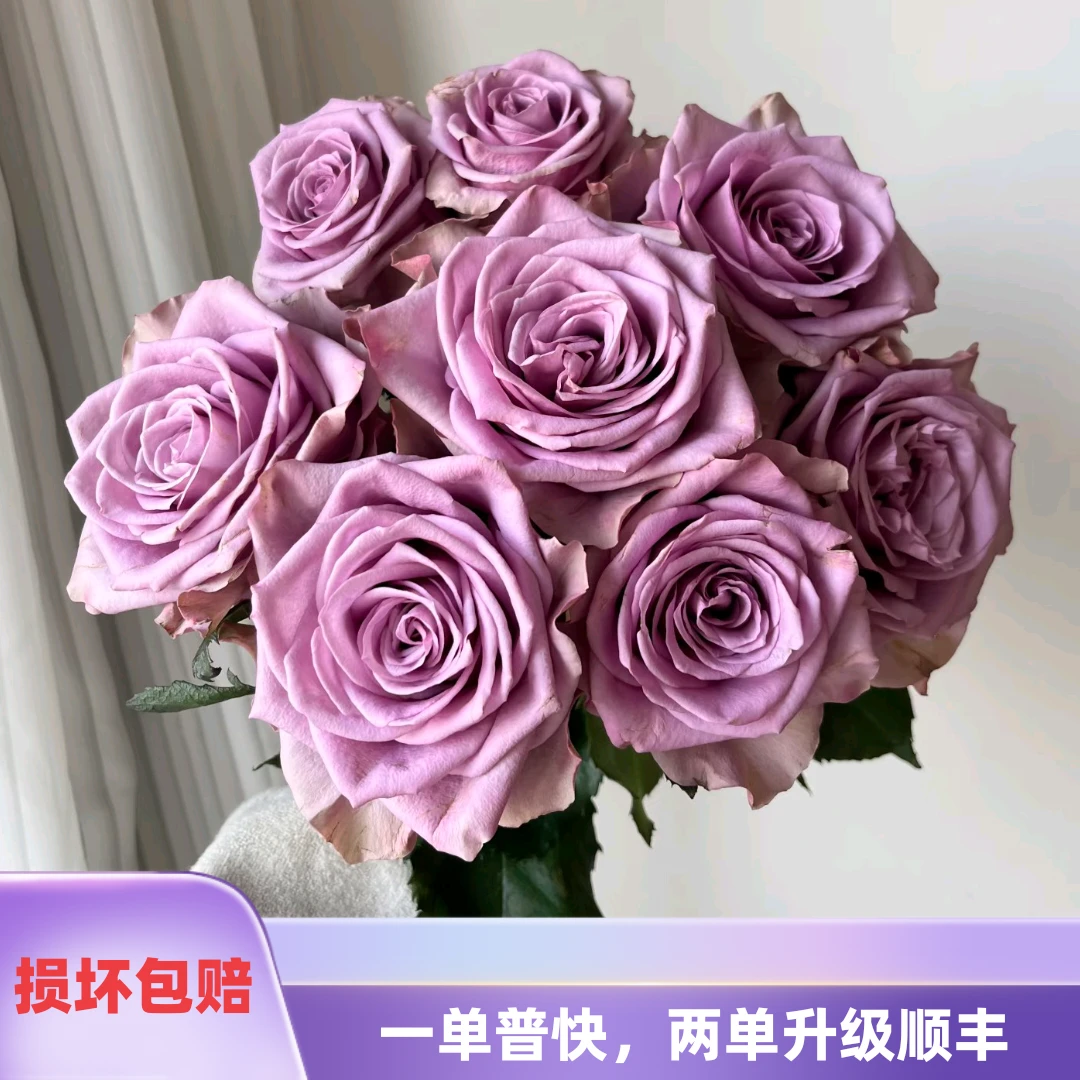 紫霞仙子玫瑰10枝  任意2单鲜花升级顺丰
