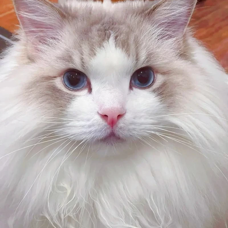 【微微1专属】金渐层缅因拿破仑曼基康蓝白蓝金奶牛金吉拉米努特