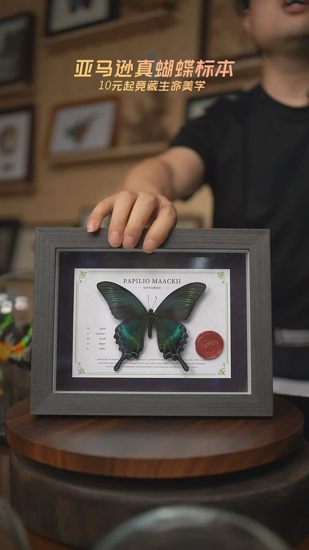 有机玻璃绿带翠凤蝶夏型国风版