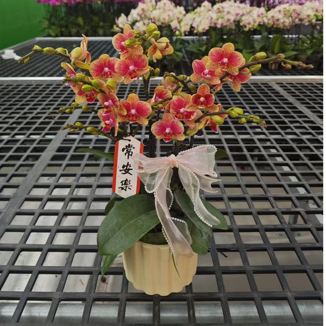 【金蝶】精品蝴蝶兰 橙红色花型 室内精品观赏 真花