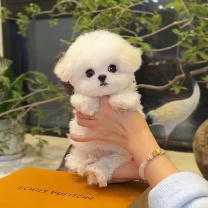子洋萌宠博美比熊可爱温顺聪明伴侣犬礼物奔向你的摇粒绒狗狗