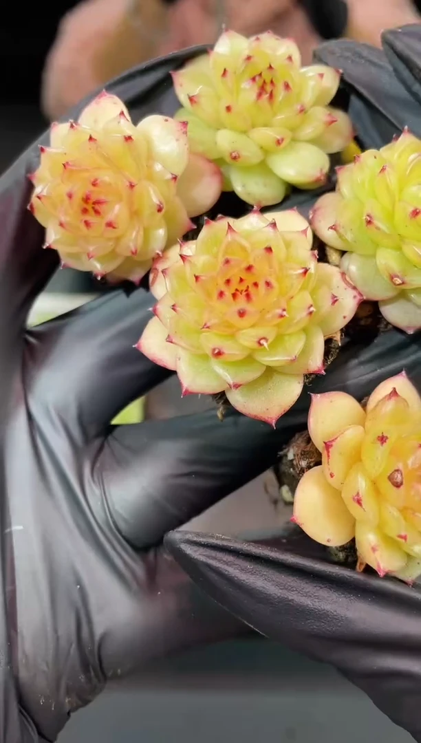 闪购1009  冰琉璃多肉一颗  3-3.5厘米