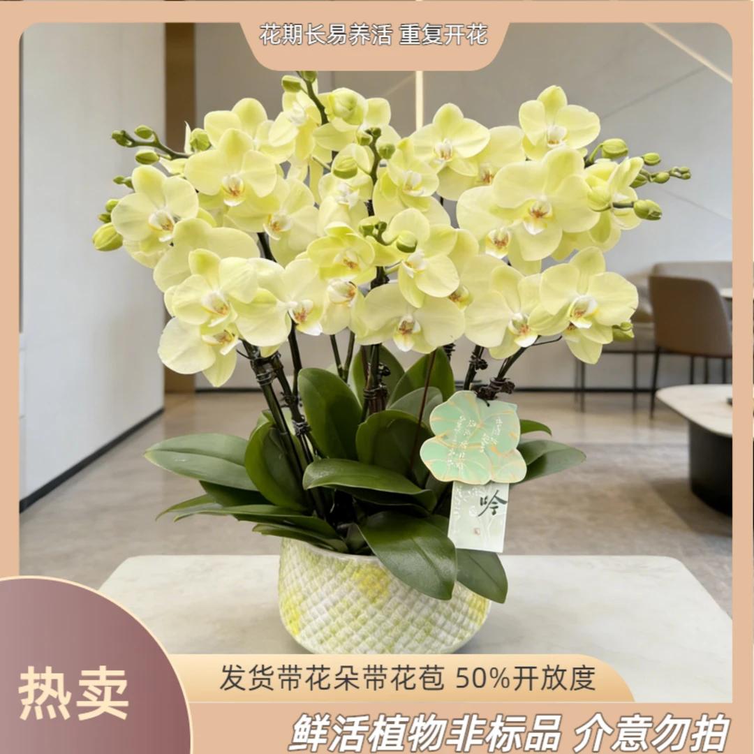 【日光浴】-梦茜儿花坊-3.8寸小龙兰苗好养耐养盆栽蝴蝶兰