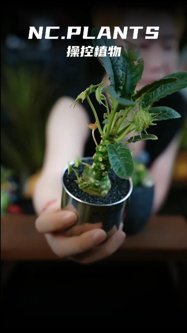 无花朵暗夜流（新品福利