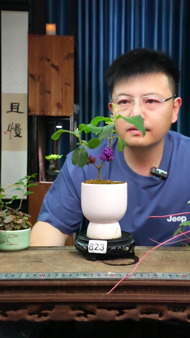 无花朵苔藓微景观823号