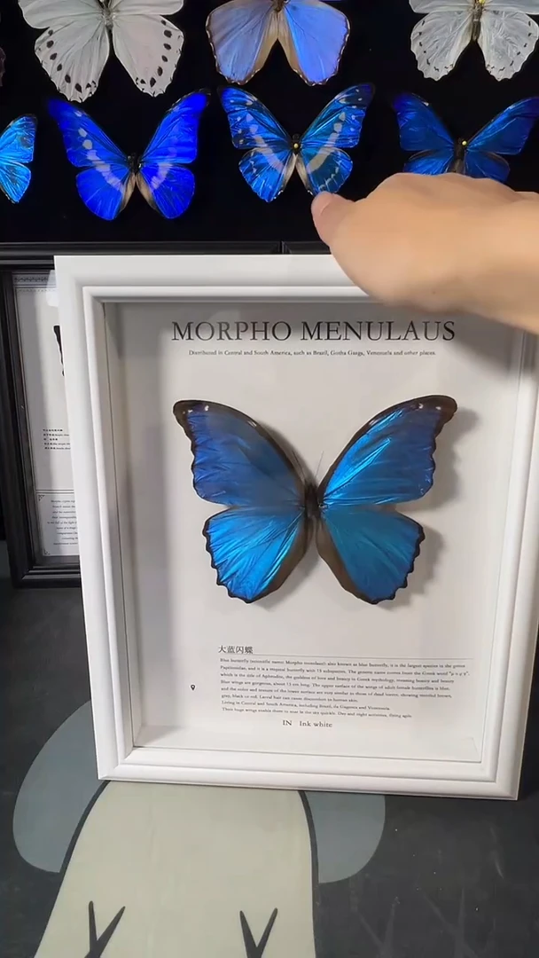 大蓝闪蝶欧版相框