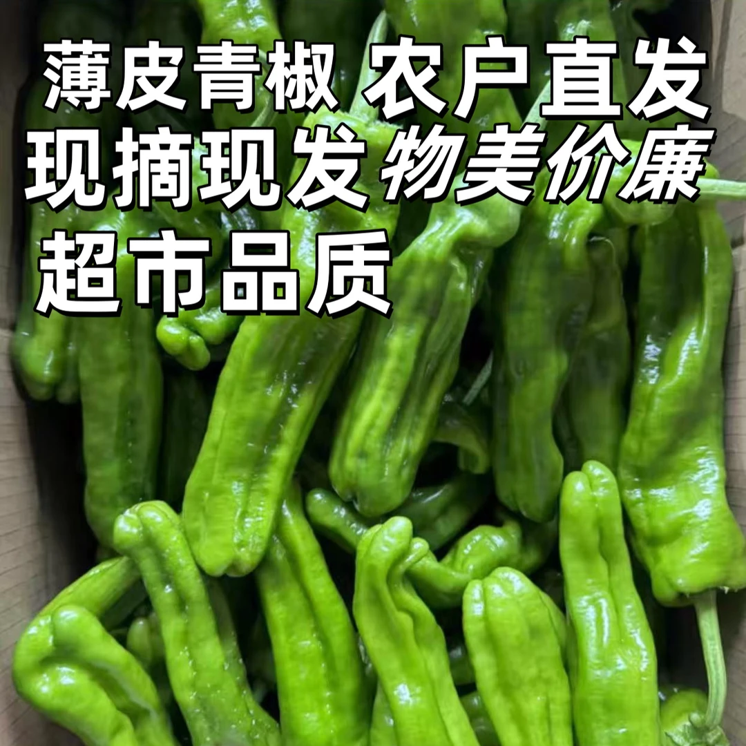 小葛甄选正宗薄皮青椒微辣现摘现发，产地直发三斤装五斤装