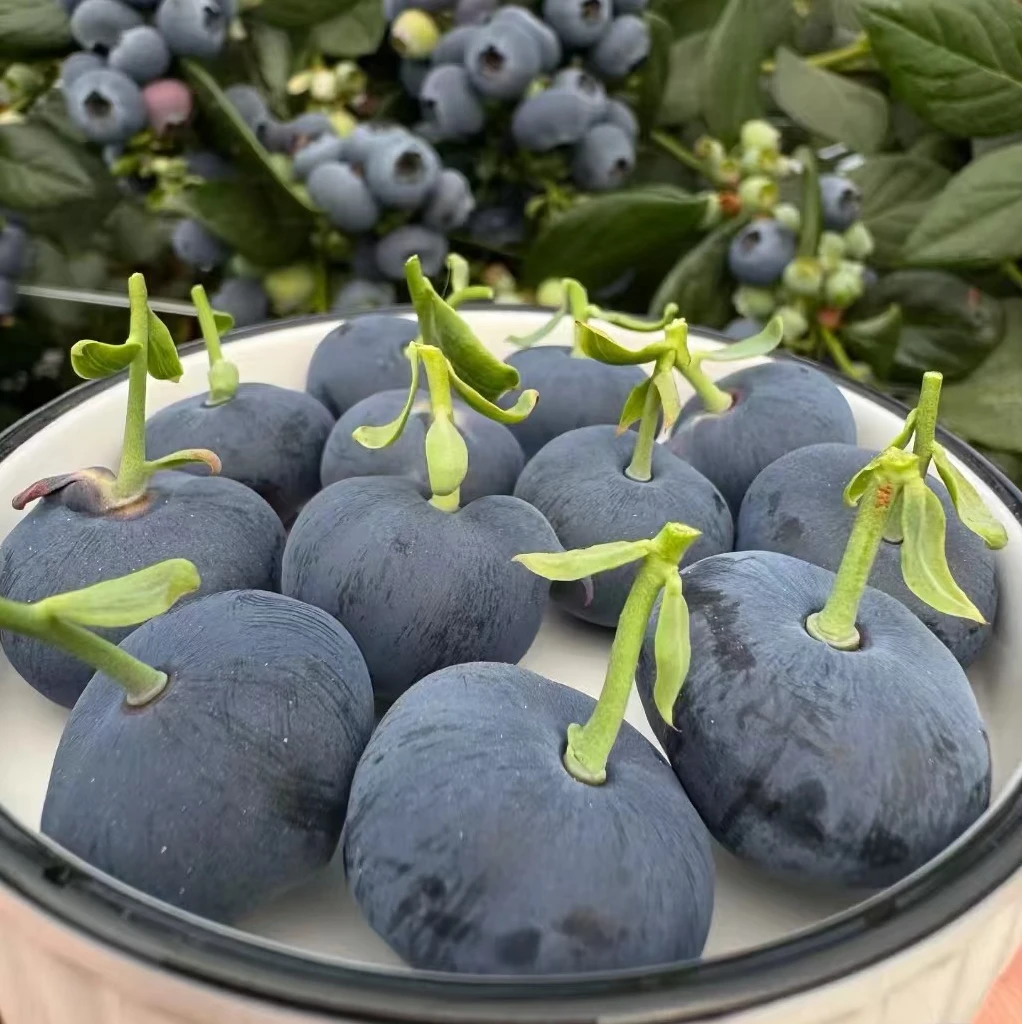 【当季新鲜现摘T级花香蓝莓】现摘现发当季特果蓝莓宝妈孕妈搭档