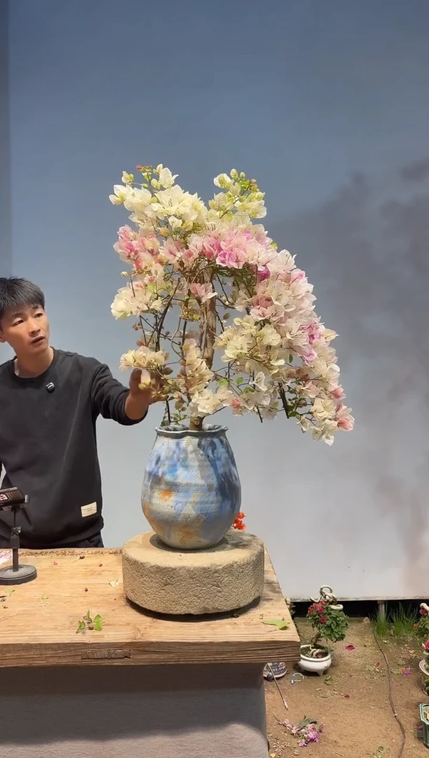 以实际为准三角梅84