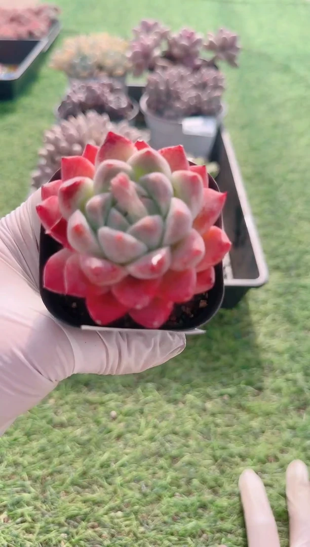 【闪购商品】梦会多肉一物一拍