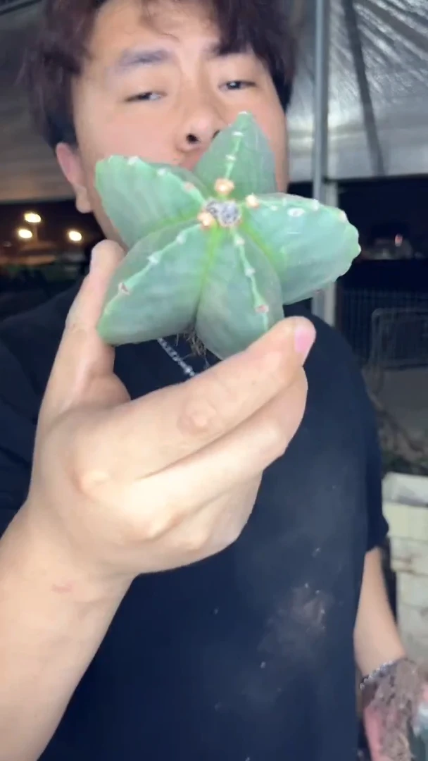 4颗 带木质化 鸾凤玉 5-7cm